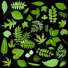 All sorts of green leaves