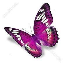 Pink butterfly