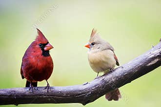Male and female Cardinal love birds