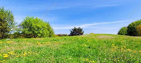 Panorama of summer meadow with green grass, trees and blue sky.