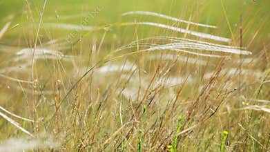 Wild grass in the field waving on wind - closeup