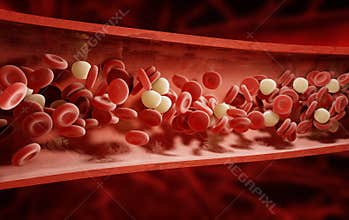 Blood cells