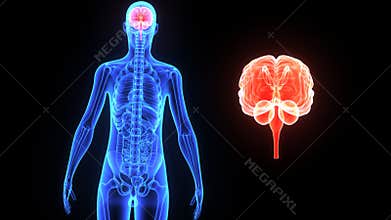 Human Brain