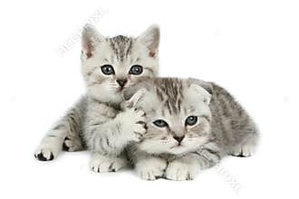 Cute kittens
