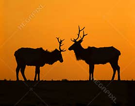 Elk Sunset Silhouettes