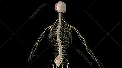 Nervous system
