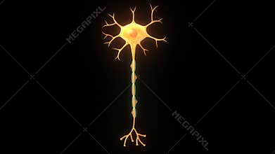 Neuron