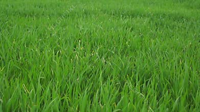 Grass In The Spring On A Windy Day