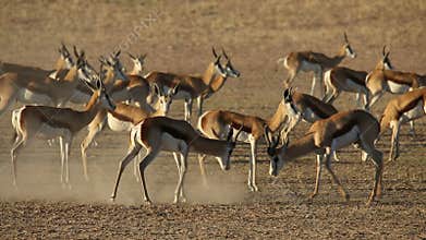 Fighting springbok antelopes