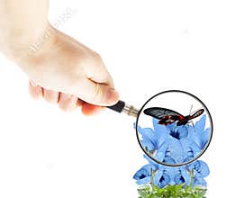Hand with magnifying glass and butterfly