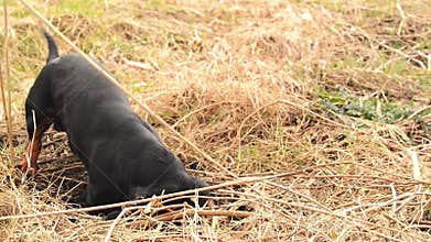 Dachshund dog hunting for moles in the garden ground covered with dry grass. Handheld Steady Footage.