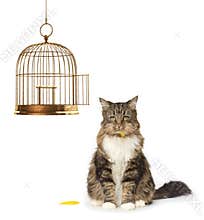 Cat that Ate the Canary