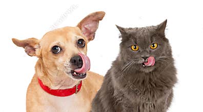 Dog and Cat Licking Lips