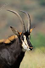 Sable antelope portrait