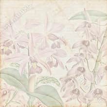 Old botanic paper texture