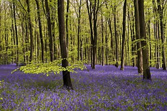 Bluebells carpet