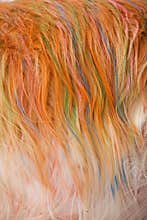 Dog Golden Hair coloring