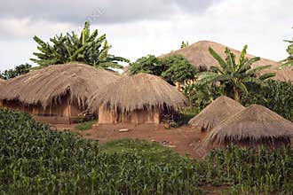 Thatched huts