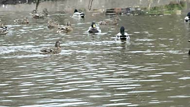 Ducks on a pond