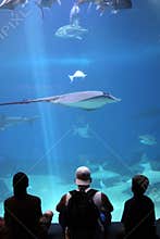 A Day at the Aquarium