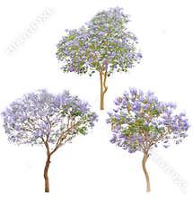 Isolated tree