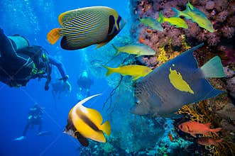 Tropical Fish and Coral Reef