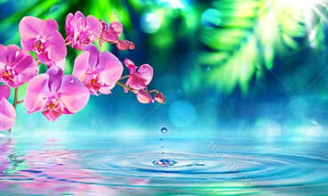 Orchid in zen garden with droplet