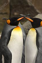 King penguin