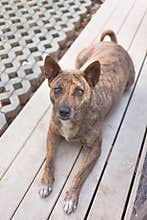 Little home less dog sad eyes for help