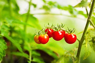 Cherry tomatoes in a garden