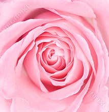 Macro of a Pink Rose