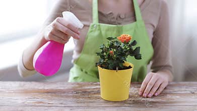 Close up of woman hands spraying roses in pot