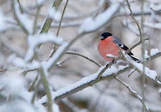 A roosting bullfinch in a winter landscape.