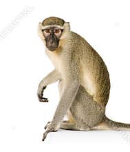 Vervet Monkey - Chlorocebus pygerythrus