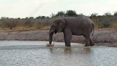 Elephant playing water mud waterhole Africa