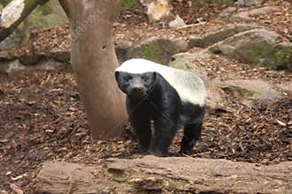Honey Badger