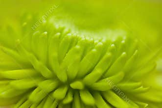 Abstract macro flower pattern