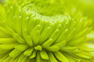 Macro flower petals