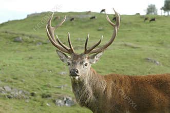 Red stag head with antlers rutting.