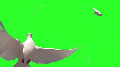 Dove flying on green screen background