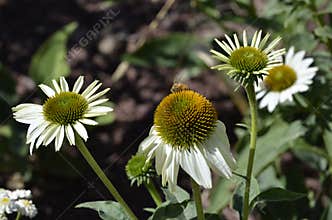 Denver Botanical Gardens: White Asters with Beneficial Bee