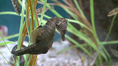 Small majestic seahorse (1 of 1)