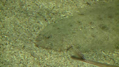 The amazing flatfish (4 of 5)