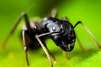 Carpenter ant