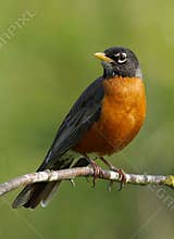 Robin