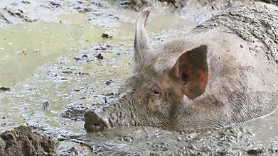 A pig sleeping in muddy water.