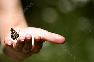 Butterfly in a hand