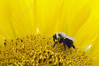 Bee on a sunflower