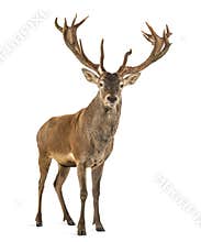 Red deer stag