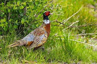 Pheasant